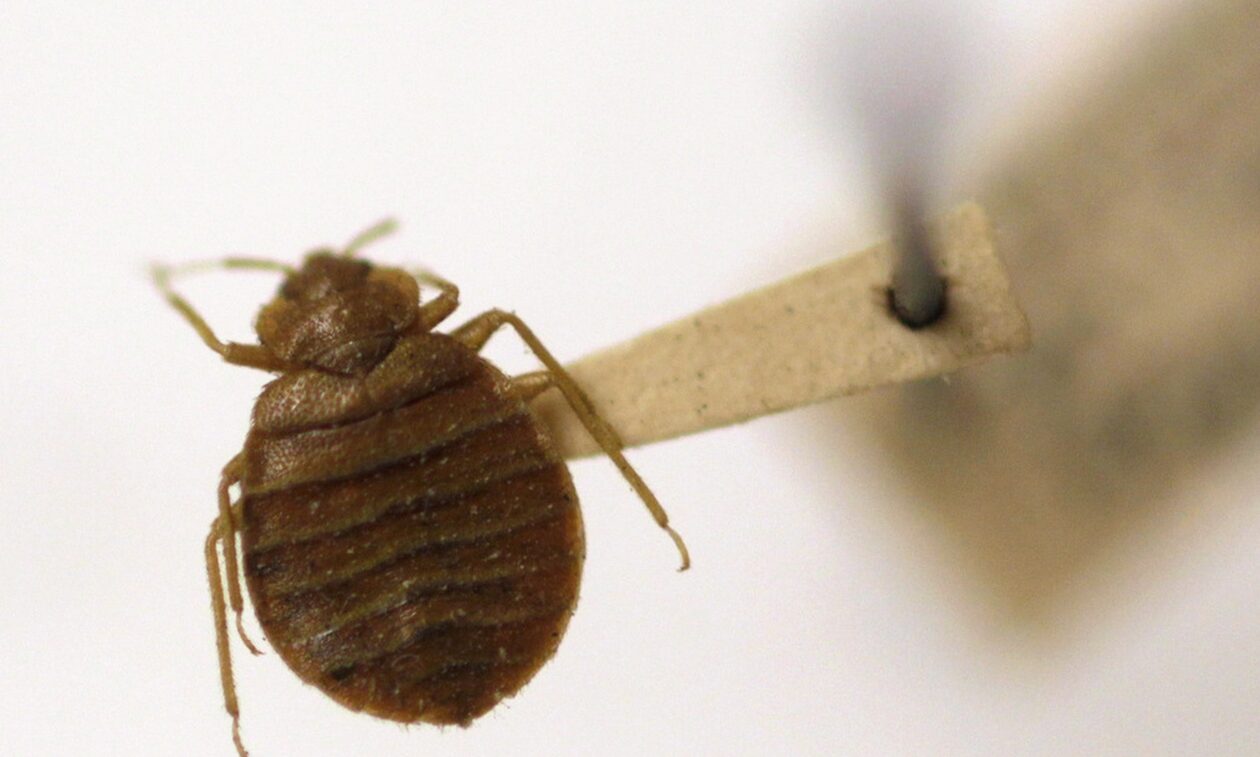 Γαλλία: Συνελήφθησαν δύο άνδρες – Εξαπατούσαν ηλικιωμένους με «θαυματουργή» αλοιφή κατά των κοριών