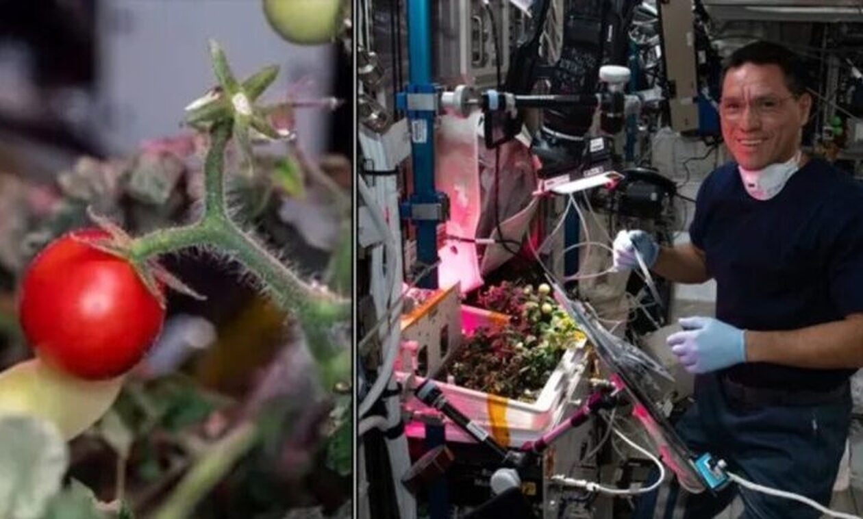 Λύθηκε το μυστήριο: Βρέθηκε τελικά το ντοματάκι που είχε χαθεί για 8 μήνες στο… διάστημα