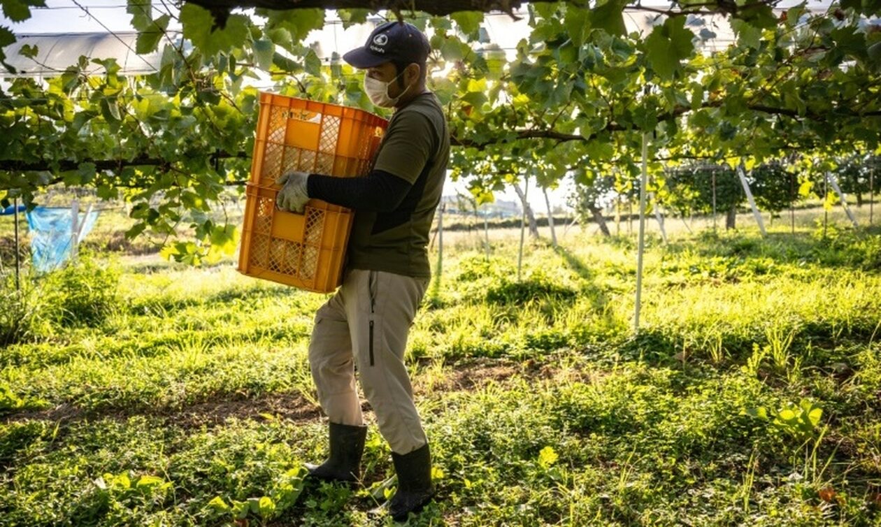 Σταφύλια της οργής: Η Ιαπωνία δυσκολεύεται να προστατεύσει τα φρούτα από τις αντιγραφές των Κινέζων