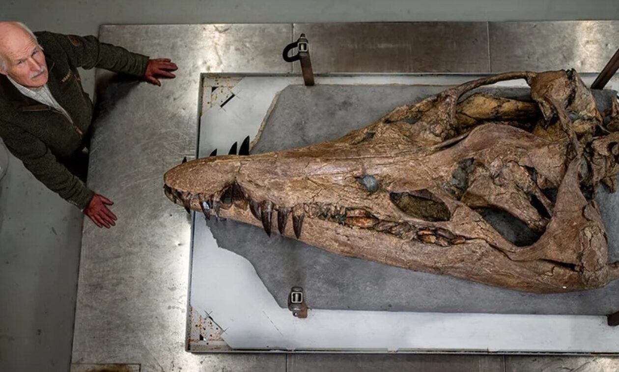 Πλειόσαυρος: Βρήκαν κρανίο του «γίγαντα» που τρομοκρατούσε τις θάλασσες πριν από εκατομμύρια χρόνια