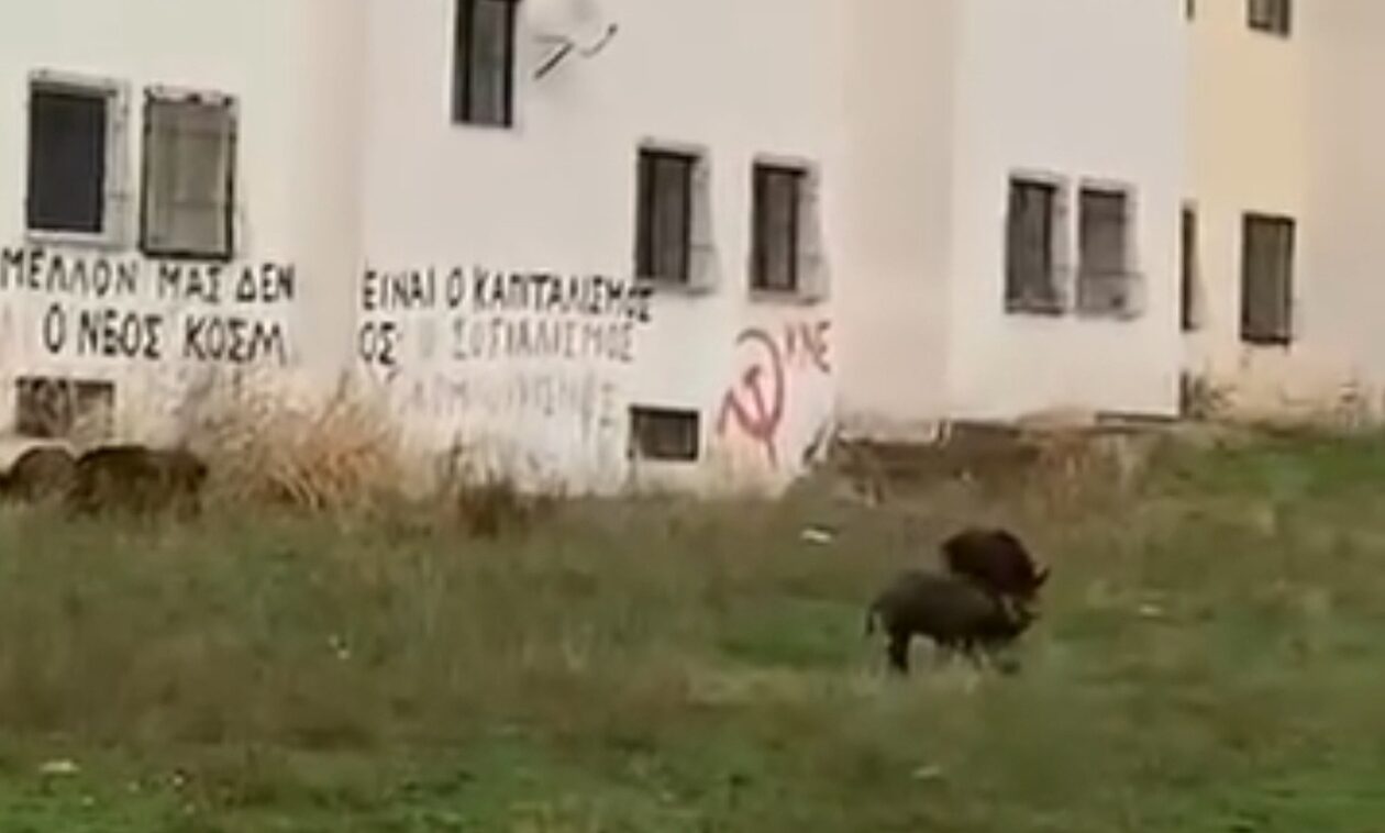 Ξάνθη: Αγριογούρουνα βολτάρουν ανενόχλητα έξω από τις φοιτητικές εστίες
