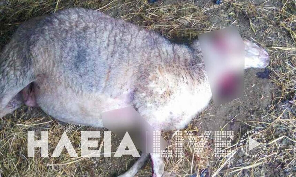 Ηλεία: Καταγγελία για νέο περιστατικό με σκυλιά – Επιτέθηκαν σε κτηνοτρόφο – Κατασπάραξαν πρόβατα