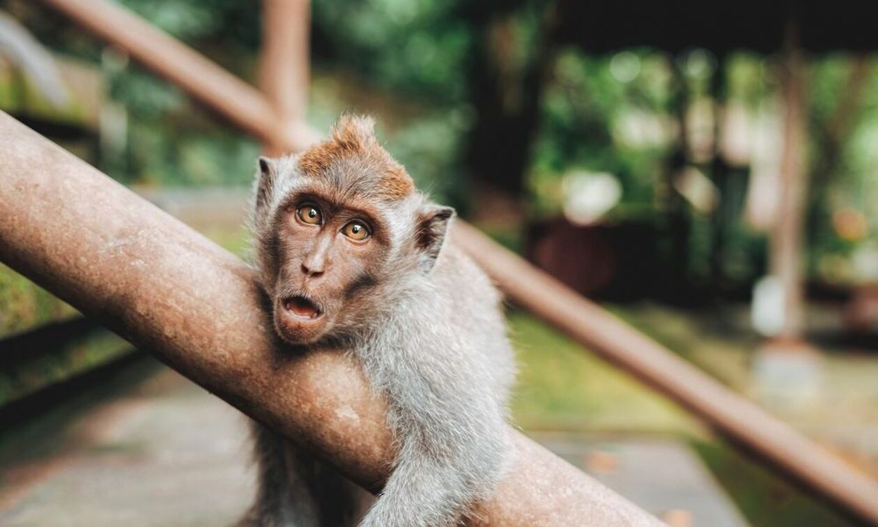 Ινδία: Νεκρή 6χρονη που έπεσε από ταράτσα – Την καταδίωκε στρατιά από… μαϊμούδες!