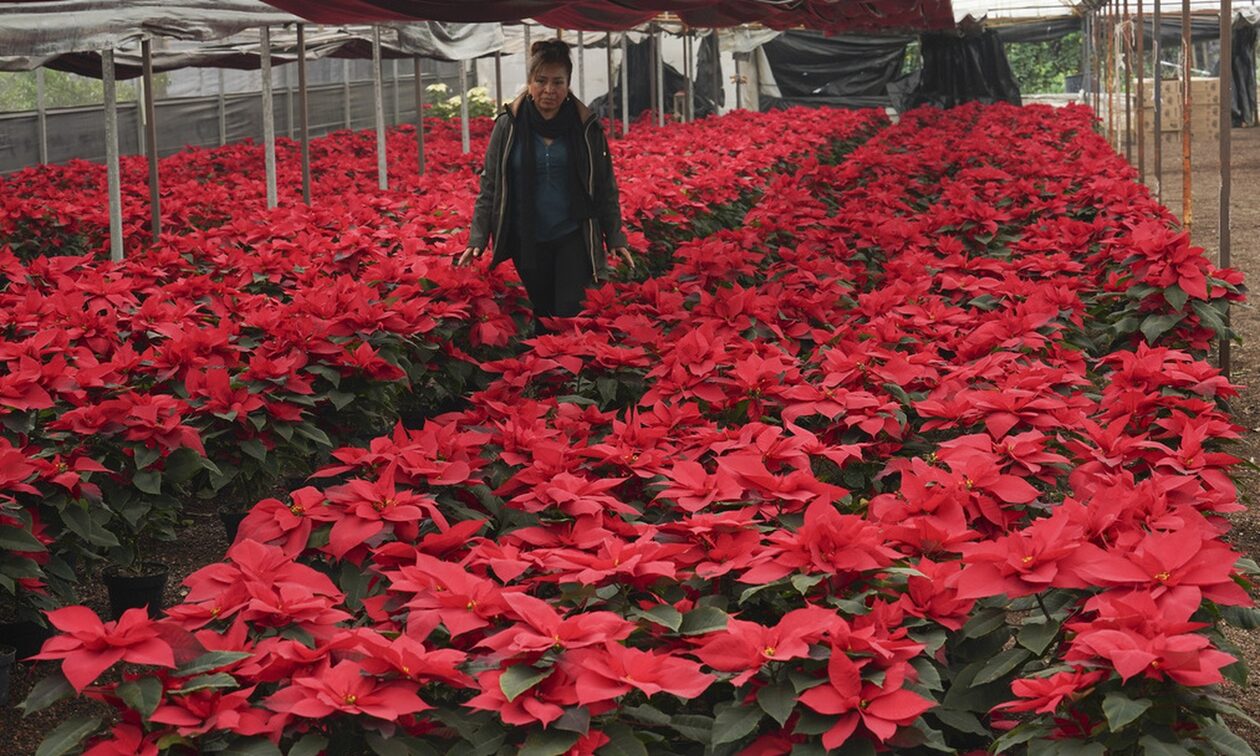 Στα κόκκινα «ντύθηκε» το Mεξικό για τα Χριστούγεννα: Το αλεξανδρινό και η εορταστική παράδοση αιώνων