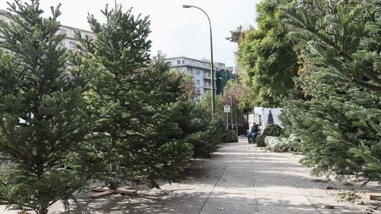 Ακριβό μου έλατο: Κρίση και στην αγορά των χριστουγεννιάτικων δένδρων – «Κόψαμε τα μισά από πέρσι»
