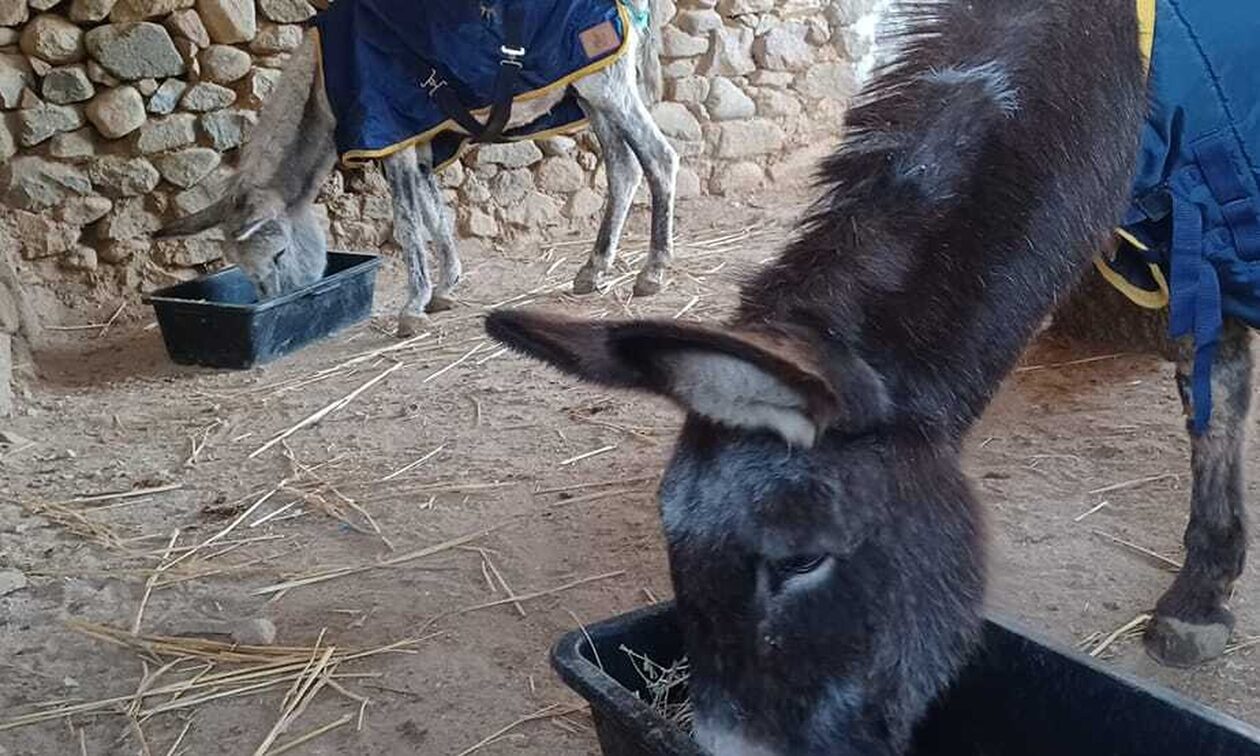 Η Μαρούκα και ο Άρης, τα ηλικιωμένα γαϊδουράκια που έφυγαν από τη ζωή το ένα μετά το άλλο