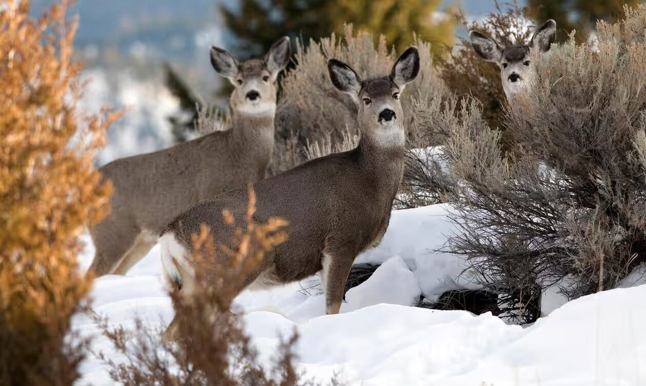ΗΠΑ: Επανήλθε η ασθένεια που κάνει τα ελάφια «ζόμπι» – Φόβοι ότι μπορεί να περάσει σε ανθρώπους