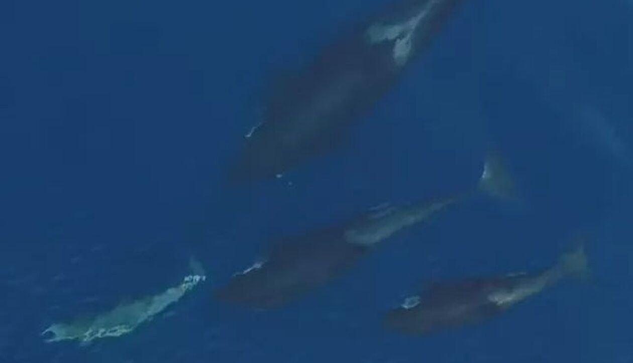 Σπάνιο βίντεο: Πώς μια όρκα εκπαιδεύει τα μικρά της να κυνηγούν δελφίνια