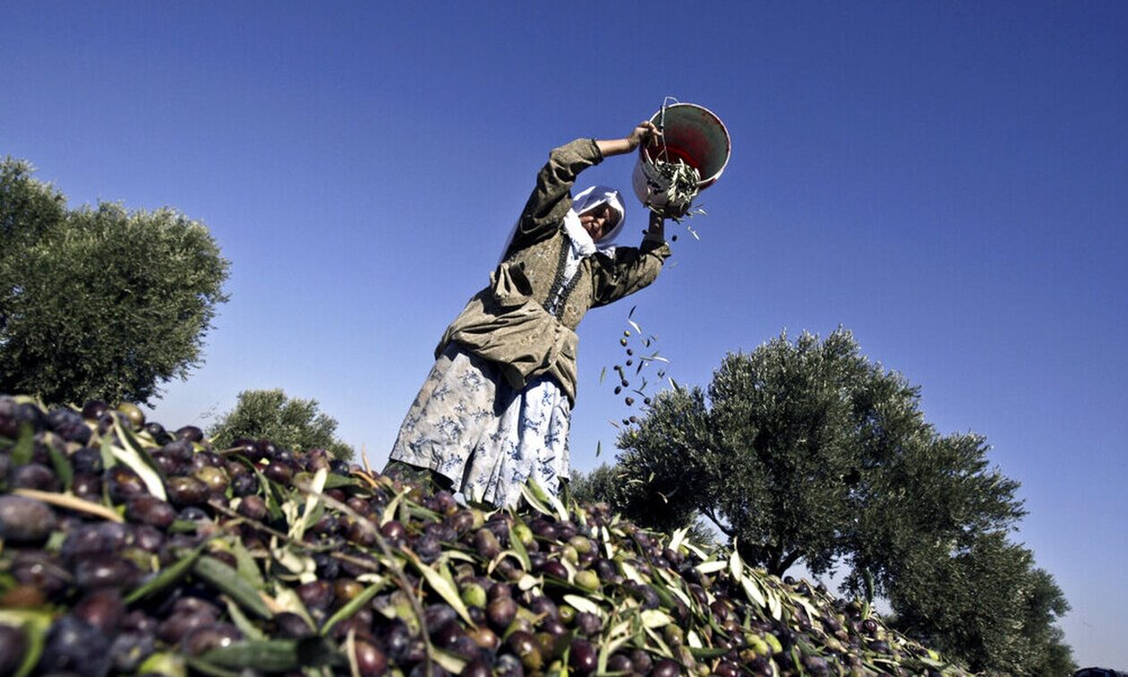 Ελαιόλαδο: Το «κλειδί» που θα απογειώσει την παραγωγή  – Πώς η Ελλάδα θα γίνει παγκόσμια δύναμη
