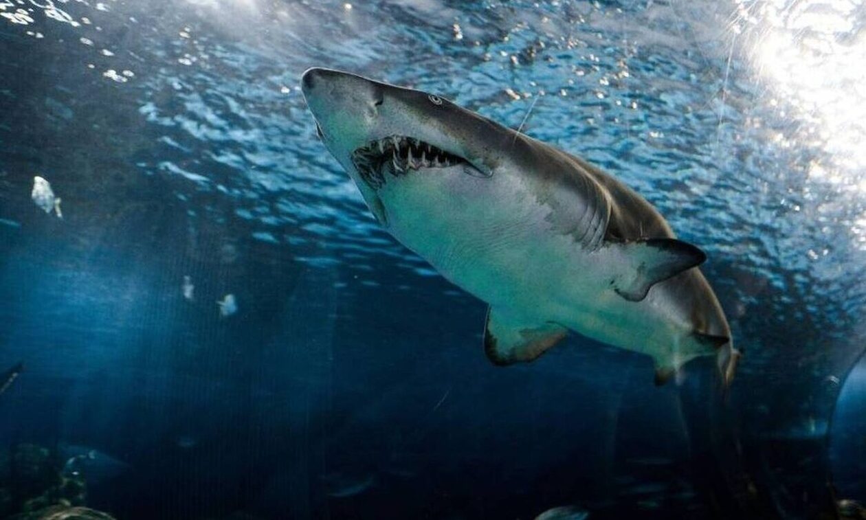 Τραγωδία στη Χαβάη: Καρχαρίας κατασπάραξε σέρφερ