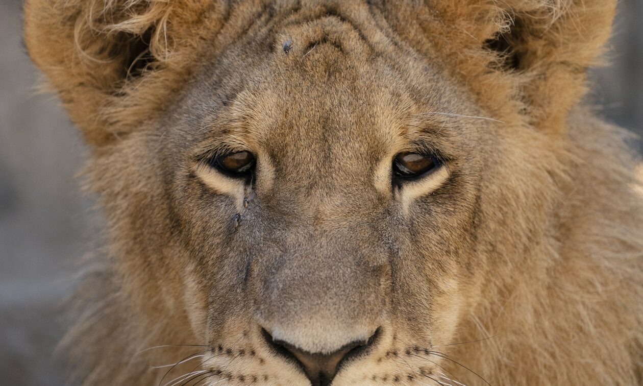 Πόλεμος Ισραήλ: Λιμοκτονούν άνθρωποι και ζώα στον ζωολογικό κήπο της Γάζας