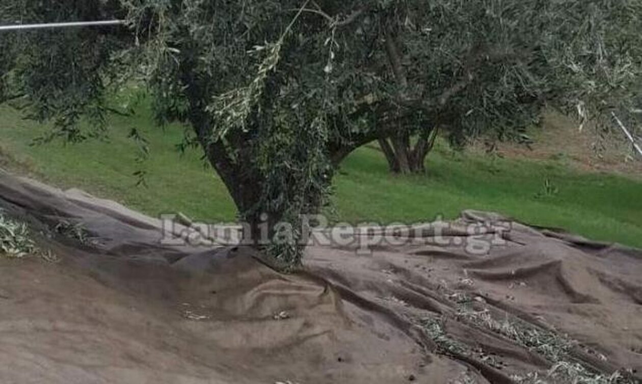 Φθιώτιδα: Απίστευτο περιστατικό – Κλέφτες δεν άφησαν… ελιά σε χωράφι
