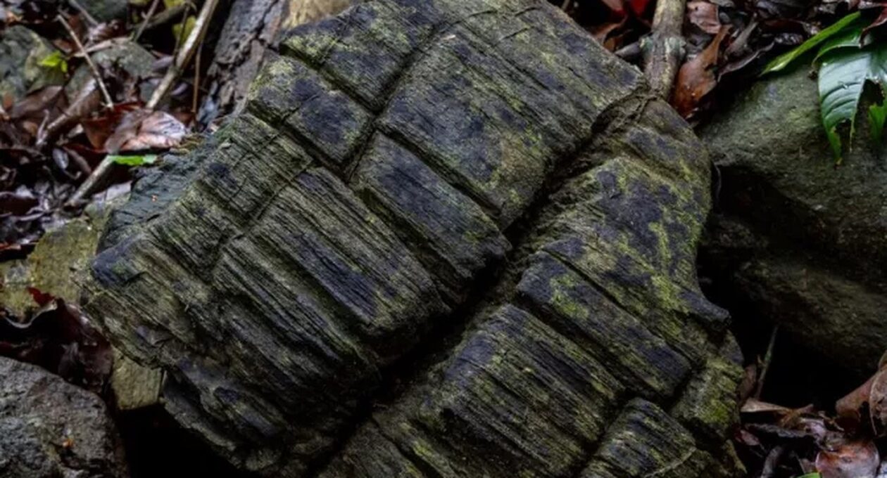 Παναμάς: Ανακαλύφθηκε απολιθωμένο δάσος 23 εκατομμυρίων ετών