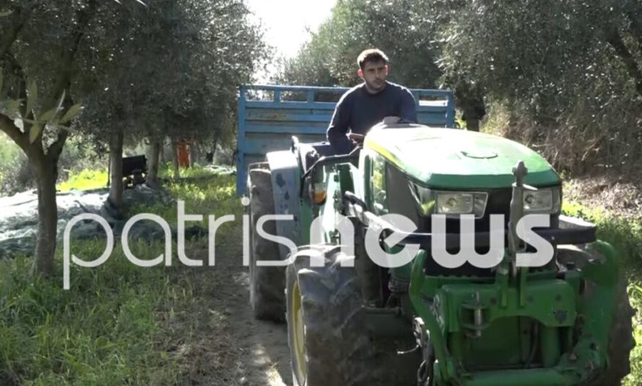 Ηλεία: Φυλούν «καραούλι» στους ελαιώνες για να γλιτώσουν από τις κλοπές
