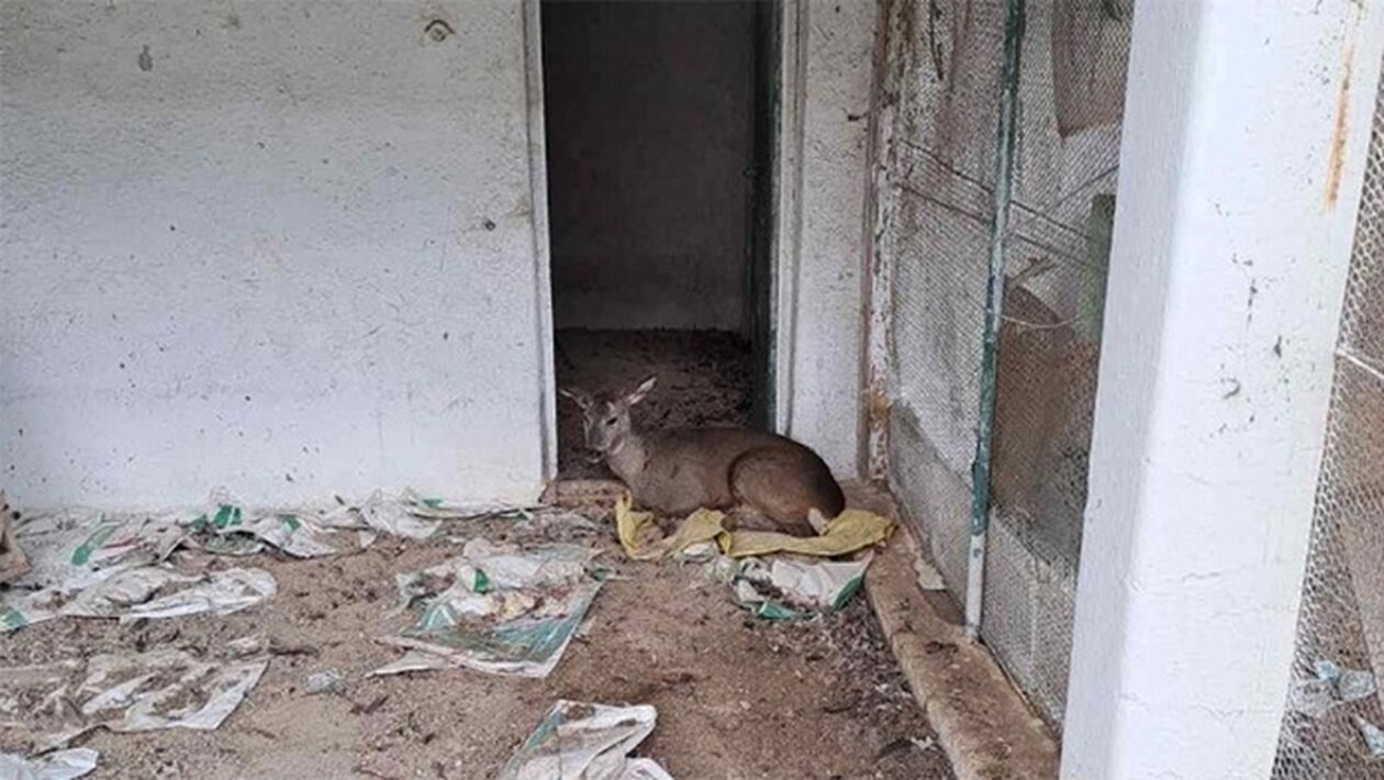 Γρεβενά: Λαθροθήρες πυροβόλησαν ζαρκάδι – Έγινε ευθανασία γιατί δεν υπήρχε θεραπεία