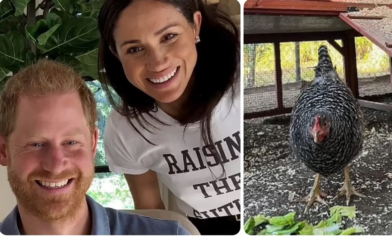 Χάρι – Μέγκαν: «Yιοθέτησαν» την… κότα της Ντε Τζένερις – «Θα ζήσει βασιλικά» λένε οι ακόλουθοι της