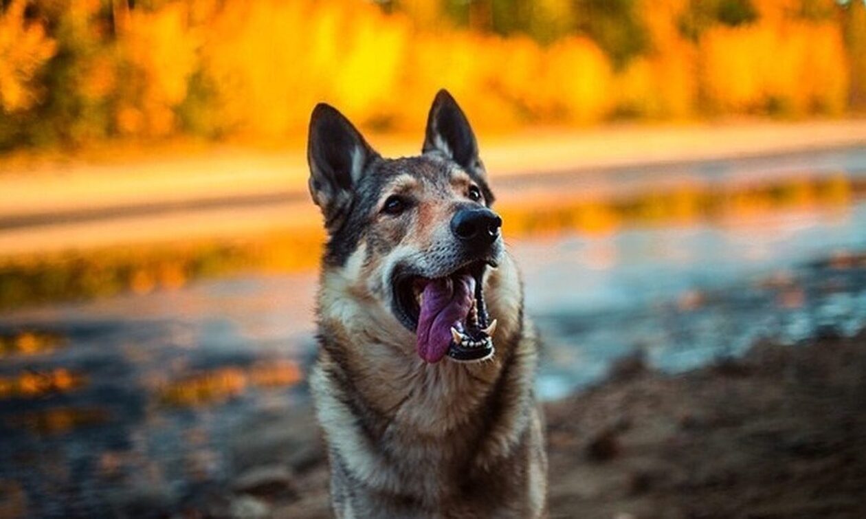 Ιταλία: Με DNA θα εντοπίζονται οι ιδιοκτήτες που αφήνουν τα περιττώματα των ζώων τους στον δρόμο