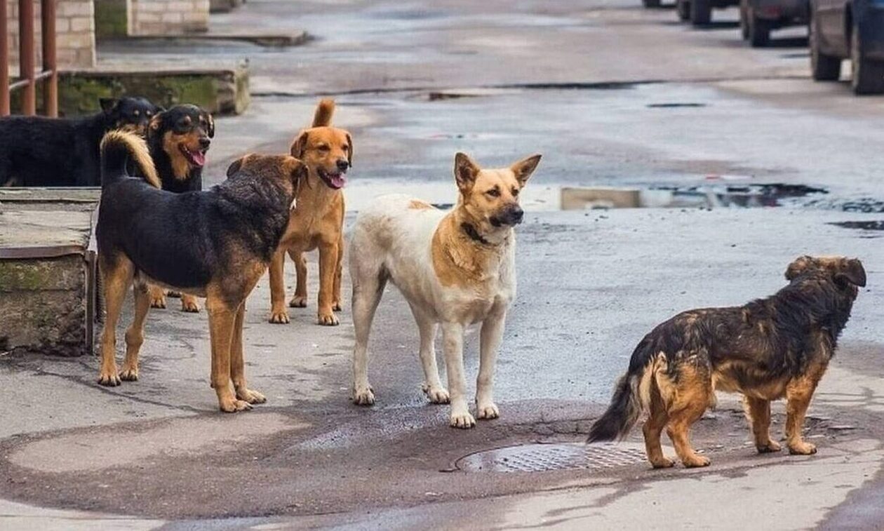 Ιωάννινα: Νέα επίθεση από αδέσποτα σκυλιά – Απόγνωση από τους κατοίκους