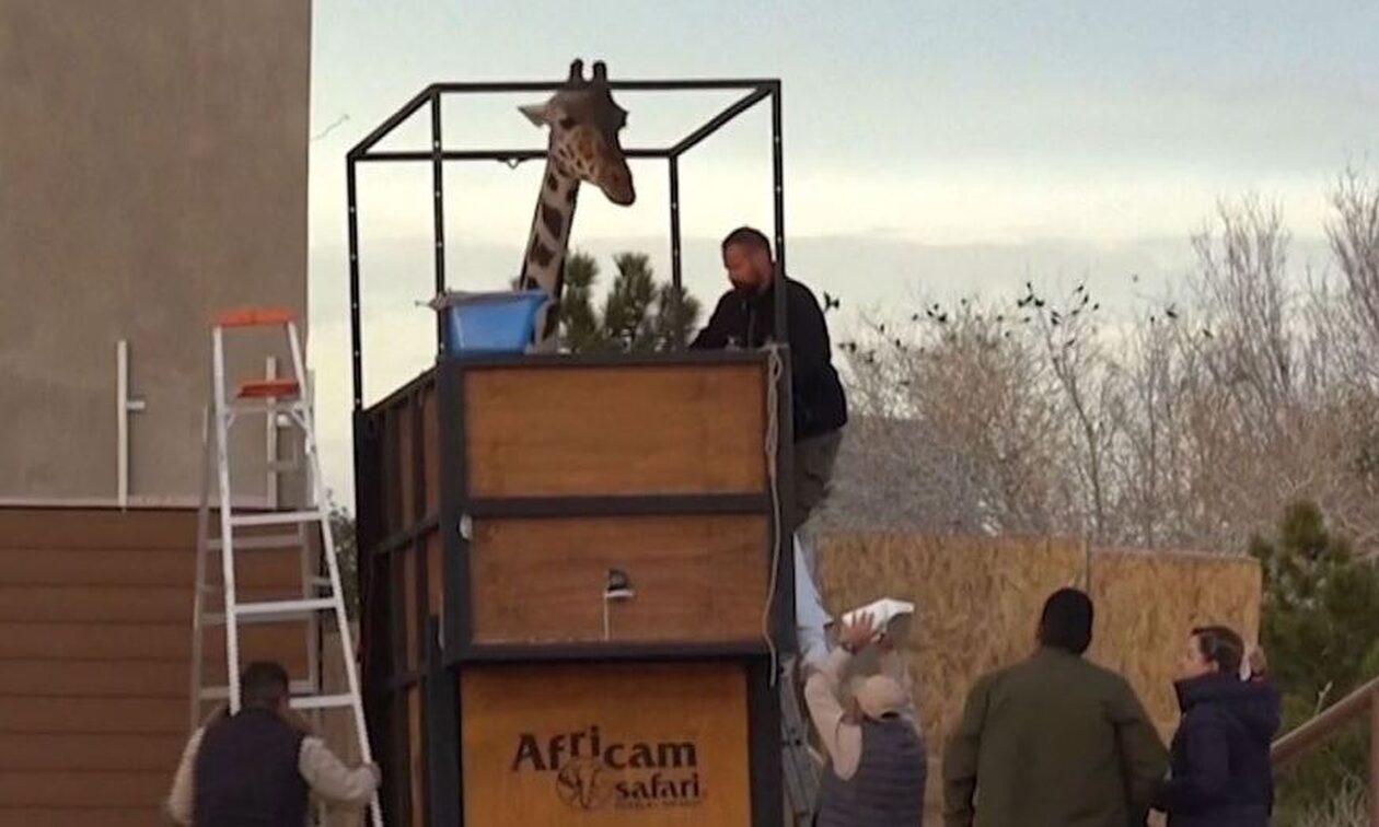 H περιπέτεια του «Μπενίτο»: Η καμηλοπάρδαλη που ταξιδεύει για να βρει τον…έρωτα – «Σε αγαπάμε! »