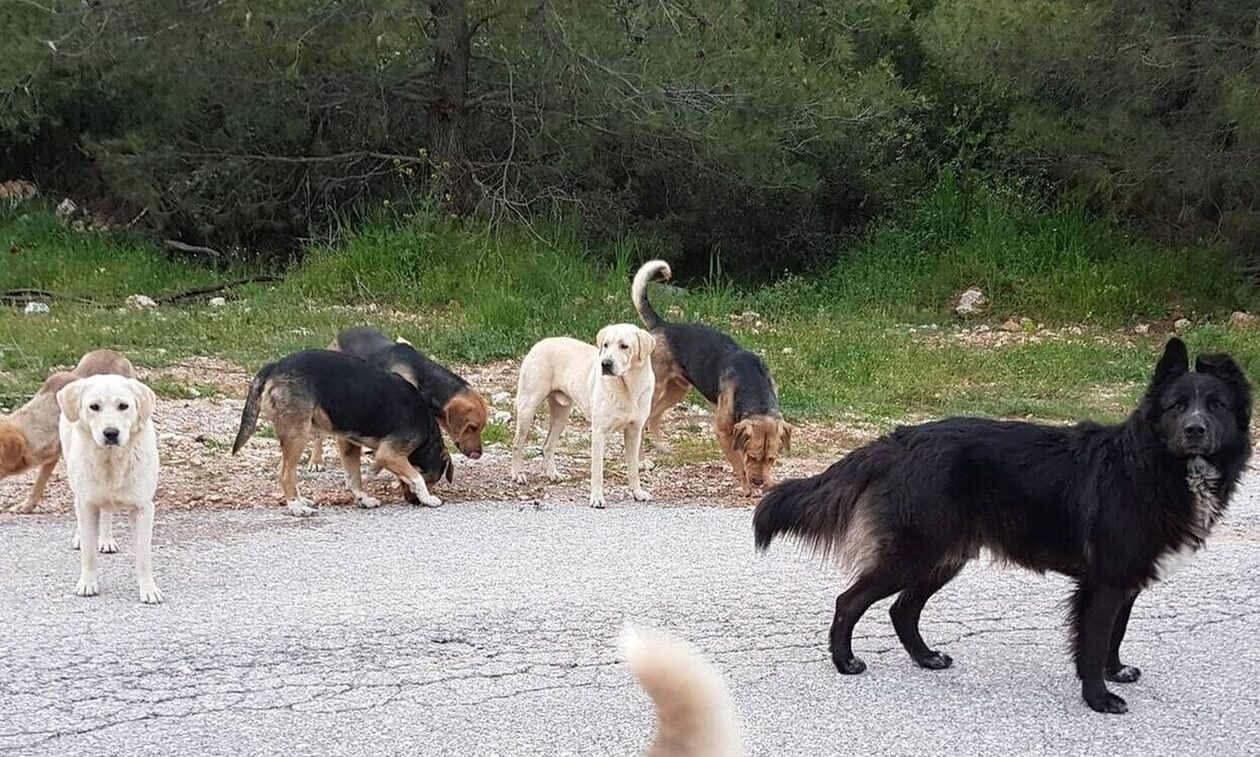 Βόλος: Τρόμος για ανήλικο μαθητή – Τον δάγκωσε αγέλη σκύλων ενώ πήγαινε σχολείο