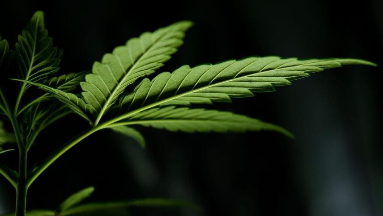 Δανία: Απαγορεύεται η διακίνηση κάνναβης στη συνοικία των χίπιδων «Κριστιάνια»