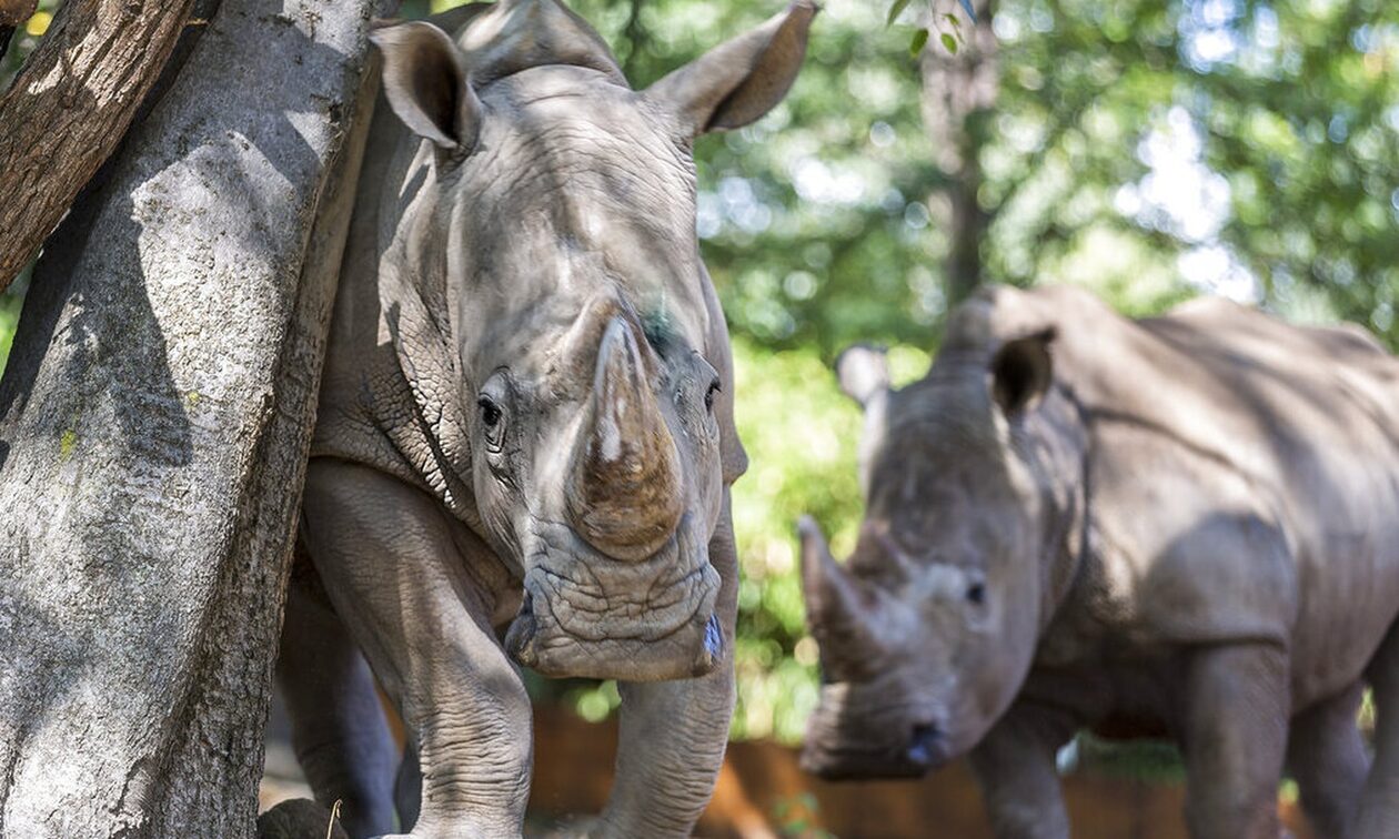 Η πρώτη εγκυμοσύνη ρινόκερου με εξωσωματική γονιμοποίηση – Ελπίδα για τη σωτηρία απειλούμενων ειδών