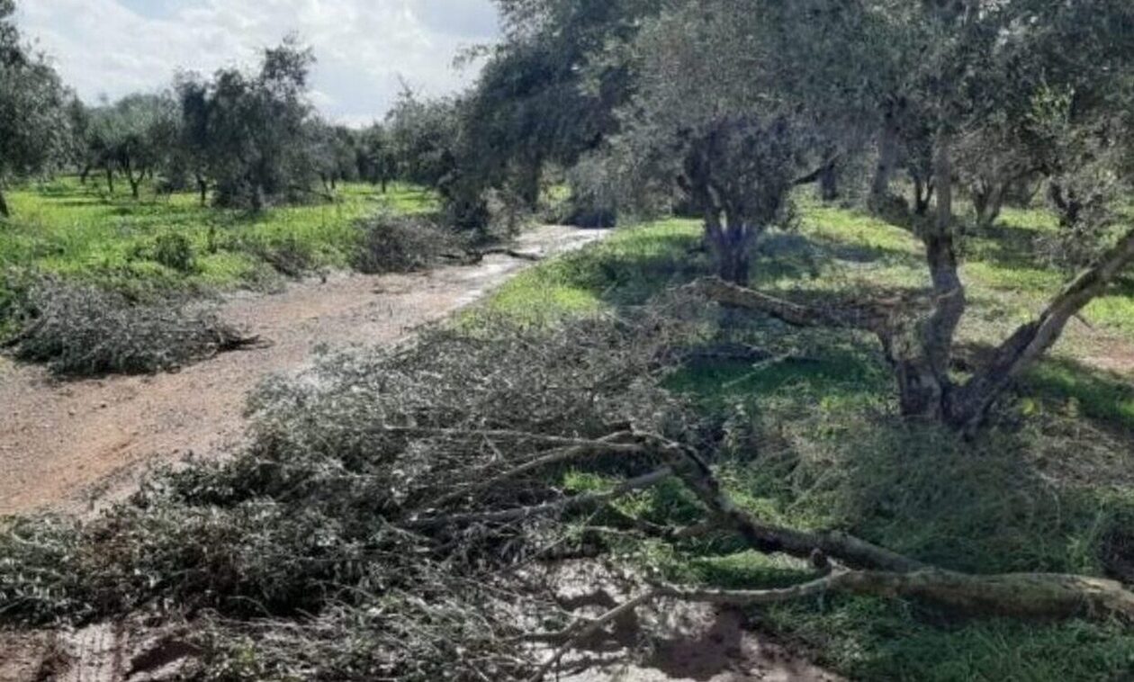 Βόλος: Ξήλωσαν 30 δέντρα από κτήμα – Άφησαν πίσω μόνο κλαδιά!