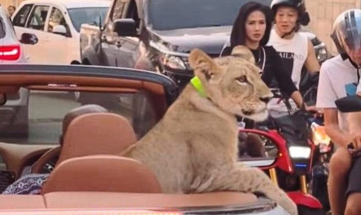 Ταϊλάνδη: Γυναίκα συνελήφθη επειδή έβγαλε το κατοικίδιο… λιοντάρι της βόλτα