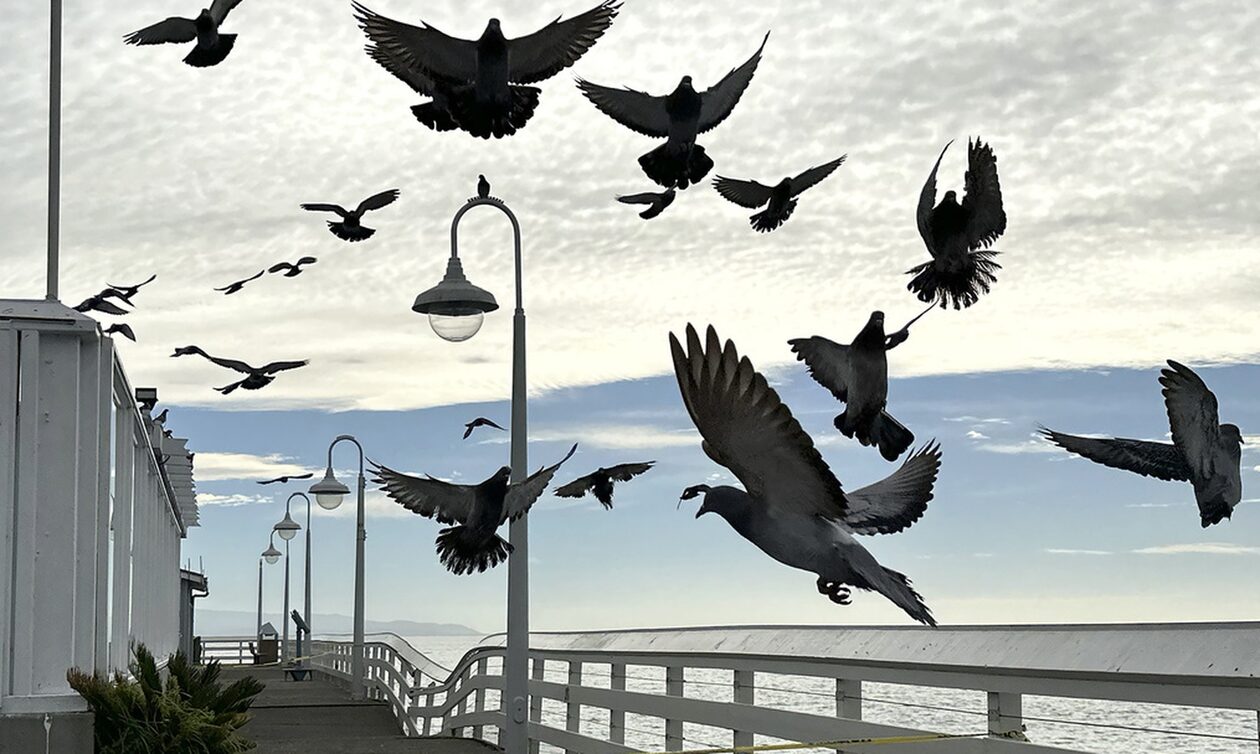 Ινδία: Περιστέρι, ύποπτο για κατασκοπεία, απελευθερώθηκε μετά από οκτώ μήνες