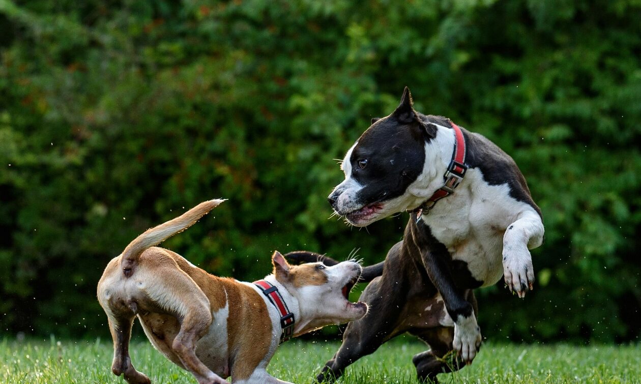 Σοκ στη Βρετανία: Σκυλιά δάγκωσαν μέχρι θανάτου γυναίκα στο Έσσεξ