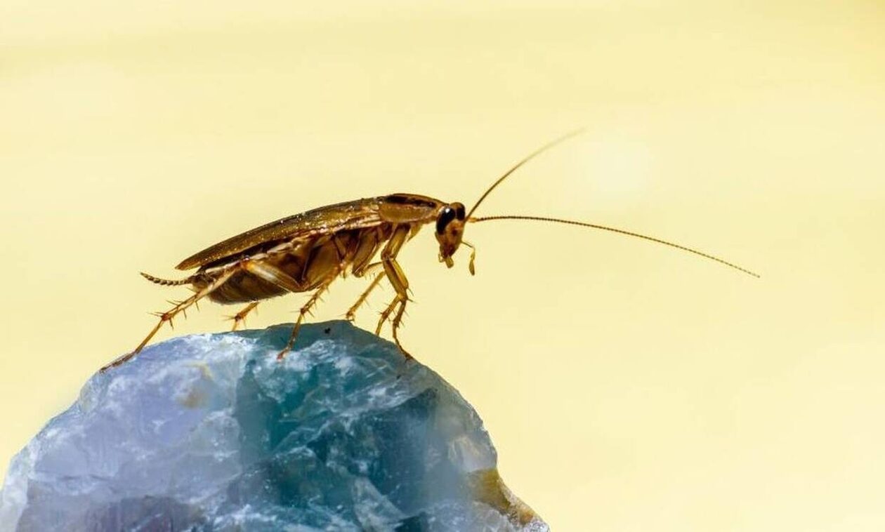 Αγίου Βαλεντίνου: Βαφτίστε μια κατσαρίδα με το όνομα του πρώην σας