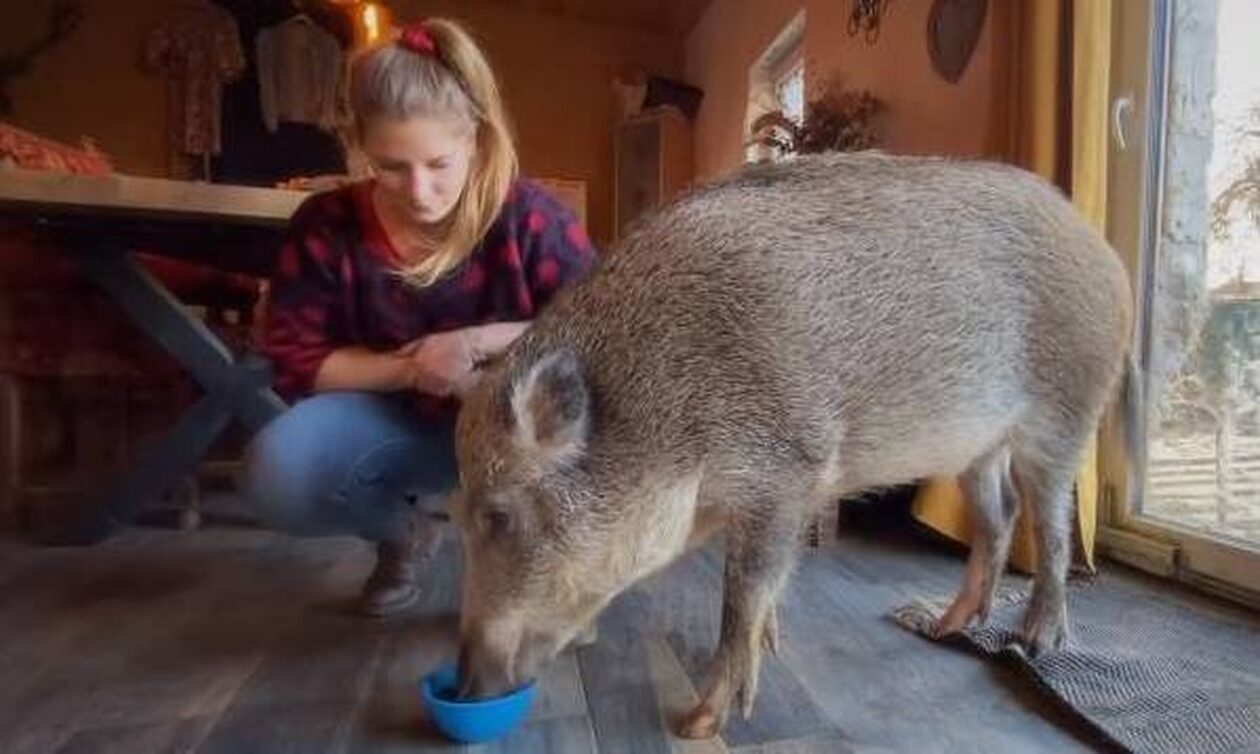 Βέλγιο: Ένα ζευγάρι δέθηκε τόσο με ένα αγριογούρουνο που το έκανε κατοικίδιο του (pics-vid)
