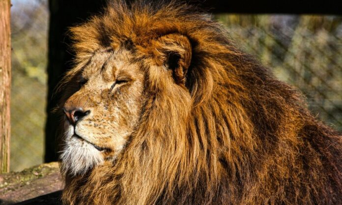 1522459-lion.jpg