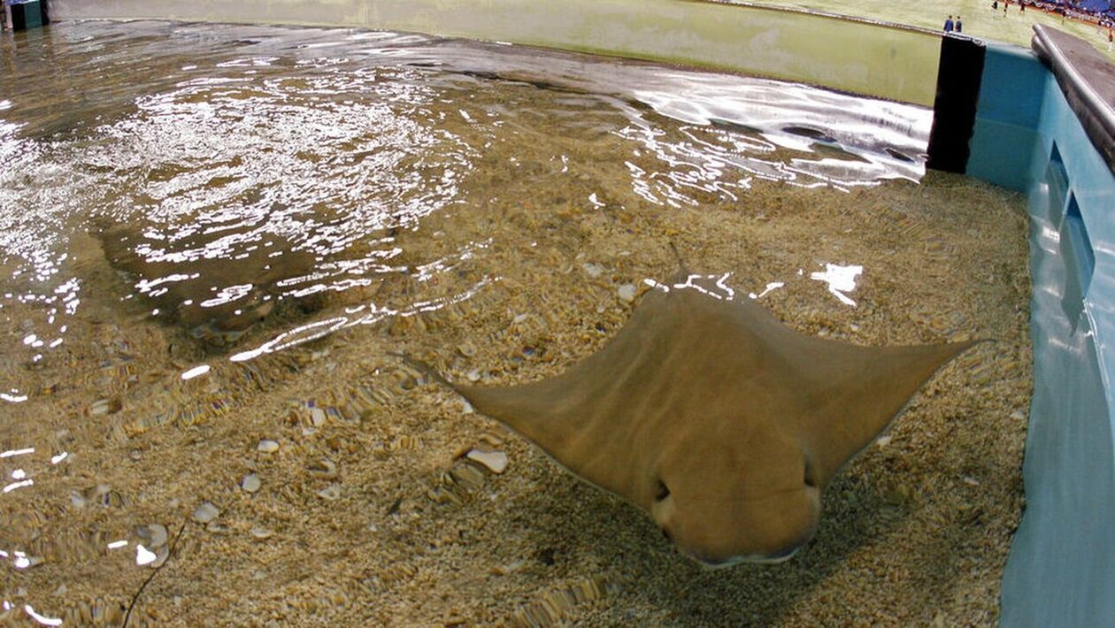 ΗΠΑ: Η Σάρλοτ το σαλάχι έμεινε έγκυος… μόνη της – Η σπάνια περίπτωση παρθενογένεσης