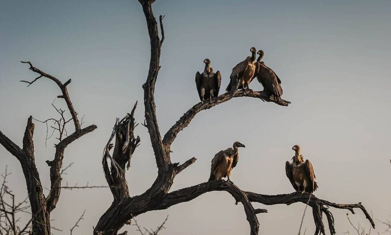 Βουλγαρία: Μαυρόγυπες εγκαθίστανται σε φωλιές στην Ανατολική Ροδόπη για πρώτη φορά εδώ και 31 χρόνια