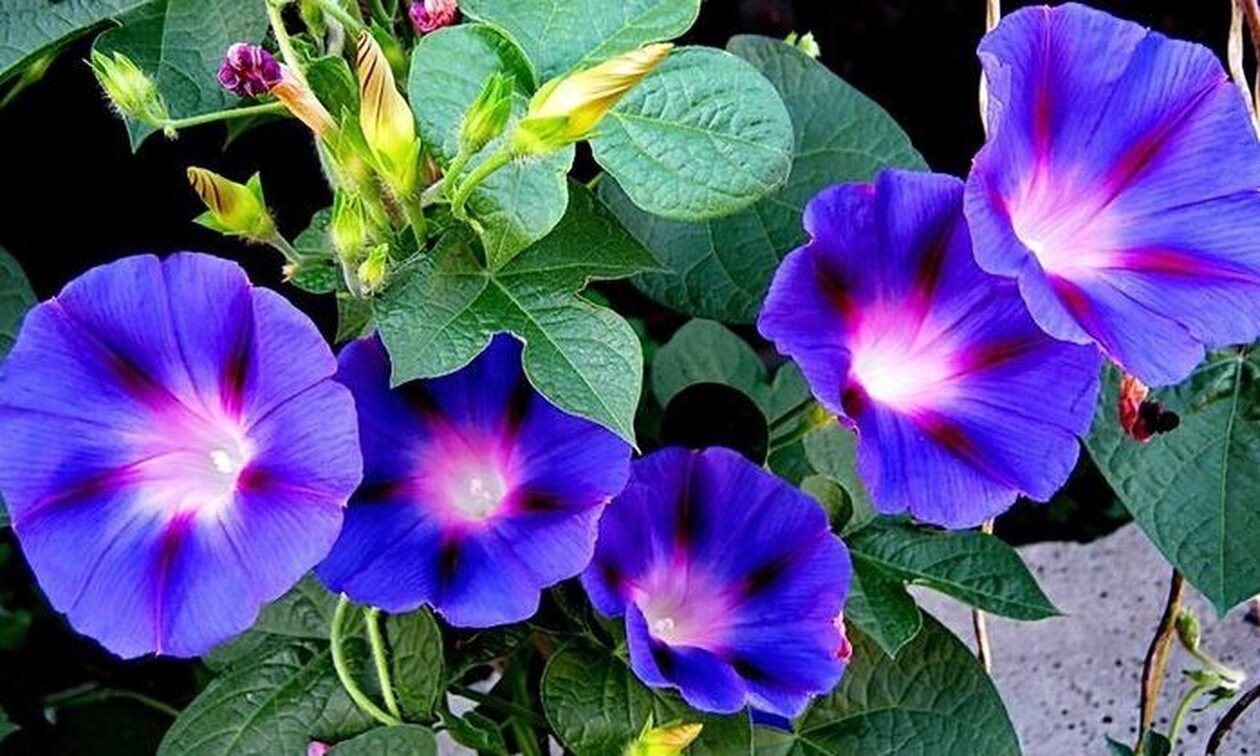 Το λουλούδι που λατρεύουν οι γιαγιάδες, αλλά στέλνει τους Ρώσους στη φυλακή