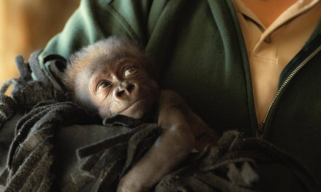 Μωρό γορίλα γεννήθηκε πρόωρα σε ζωολογικό κήπο του Τέξας