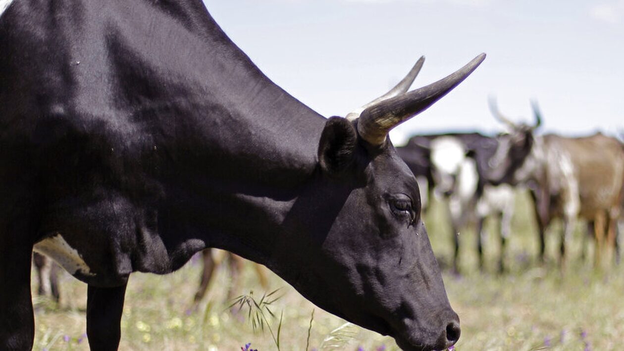 Κέιπ Τάουν: «Εμετική δυσωδία» από πλοίο που μετέφερε 19.000 βοοειδή – Άθλιες συνθήκες για τα ζώα