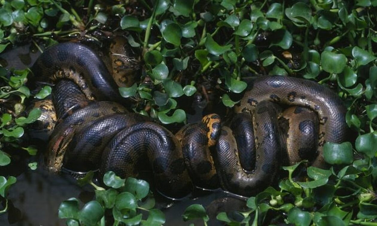 Επιστήμονες ανακάλυψαν το μεγαλύτερο είδος ανακόντα – Φτάνει τα 7,5 μέτρα μήκος και 500 κιλά βάρος