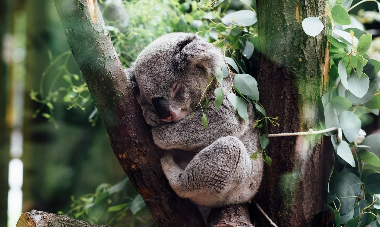 Αυστραλία: Συγκινητικό βίντεο με κοάλα που σπαράζει αγκαλιάζοντας την νεκρή σύντροφό του