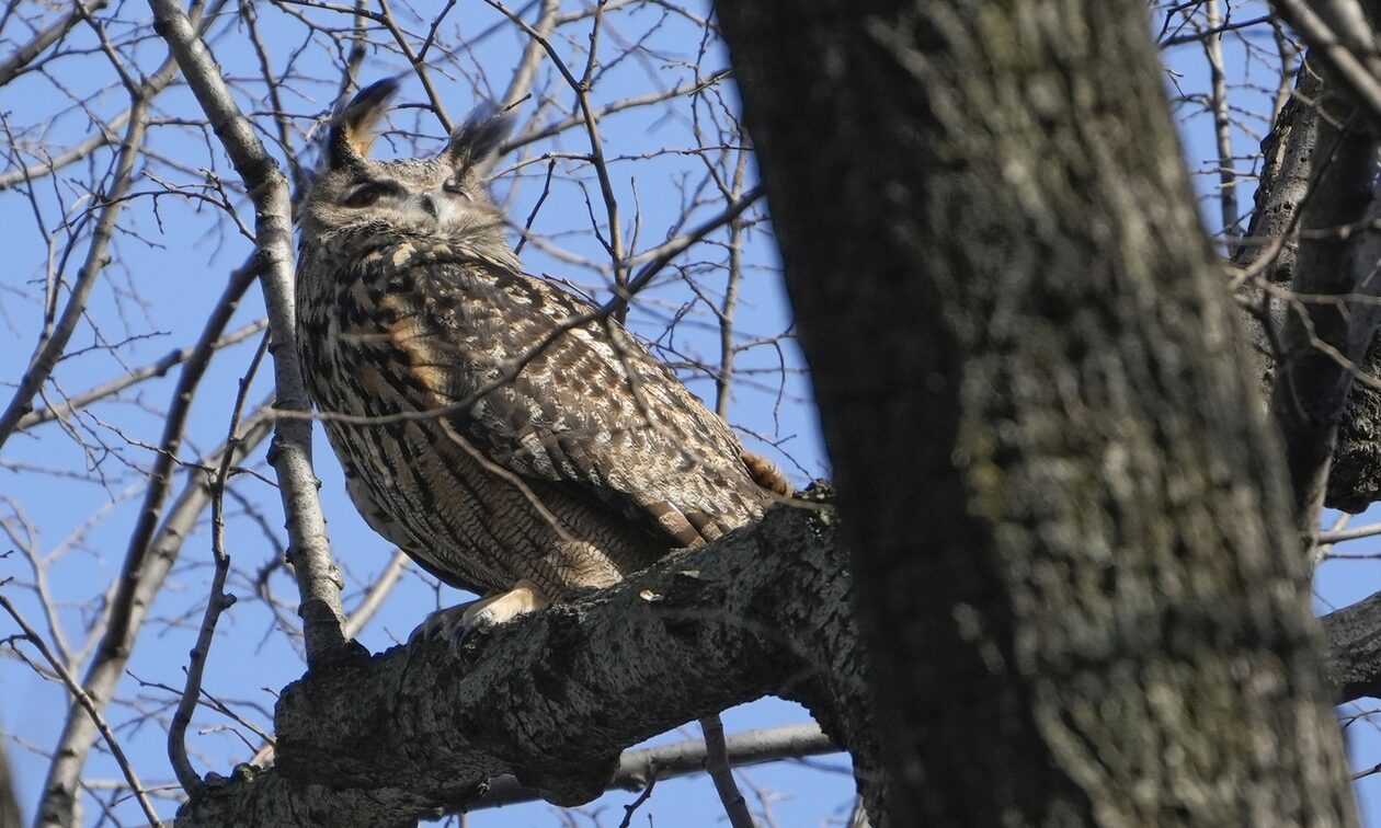 Ο Flaco, η διάσημη κουκουβάγια των Νεοϋορκέζων «σίγησε» για πάντα – Μυστήριο ο θάνατός του