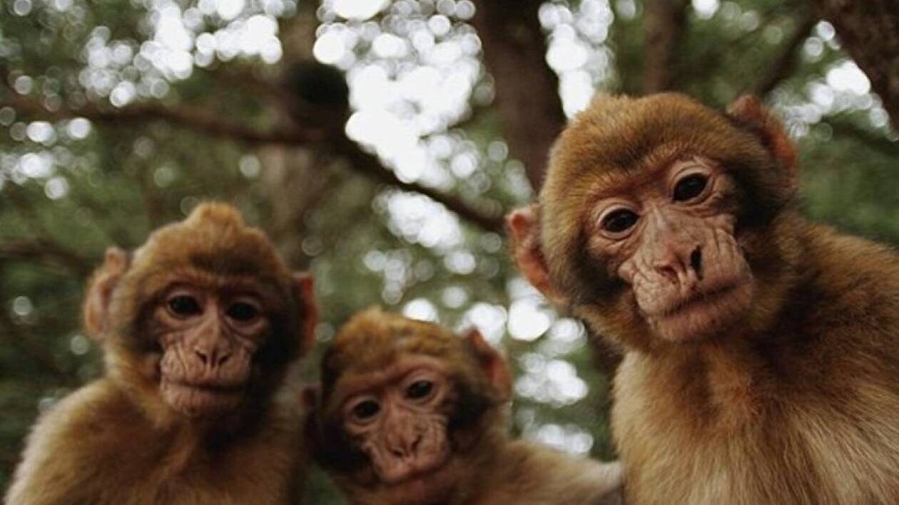 Είχαν οι άνθρωποι ουρές;  Όχι, εξαιτίας αρχαίας γενετικής μετάλλαξης