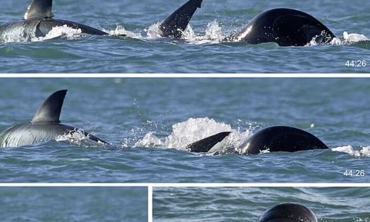 Νότια Αφρική: Όρκα σκοτώνει έναν μεγάλο λευκό καρχαρία μέσα σε μόλις δύο λεπτά (Bίντεο)