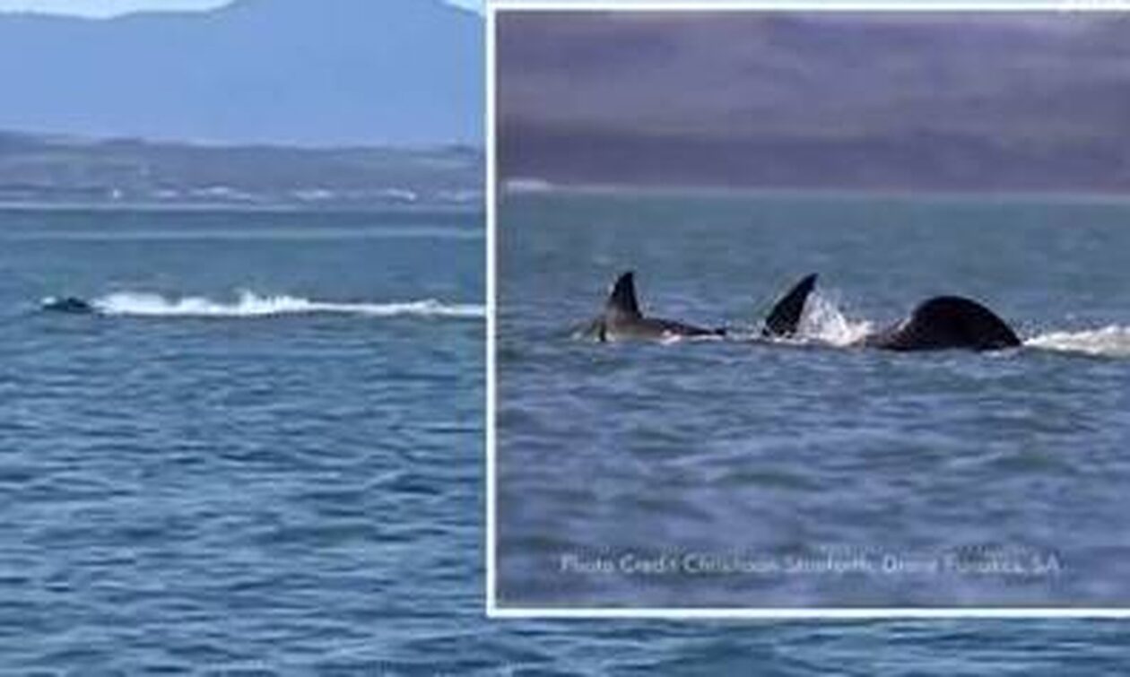 Απίστευτο βίντεο: Όρκα σκότωσε μόνη της έναν μεγάλο λευκό καρχαρία μέσα σε… δύο λεπτά