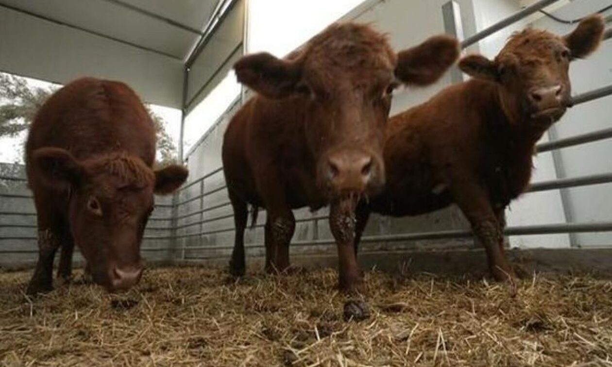 Βιβλική προφητεία σε εξέλιξη – Γιατί μεταφέρουν στο Ισραήλ κόκκινες αγελάδες από το Τέξας