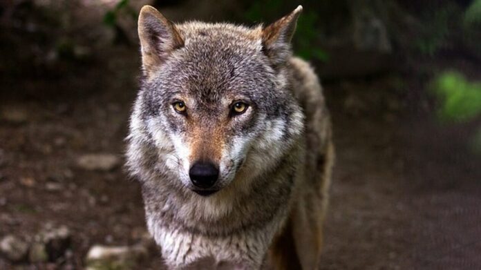 1529497-wolf-635063_640.jpg