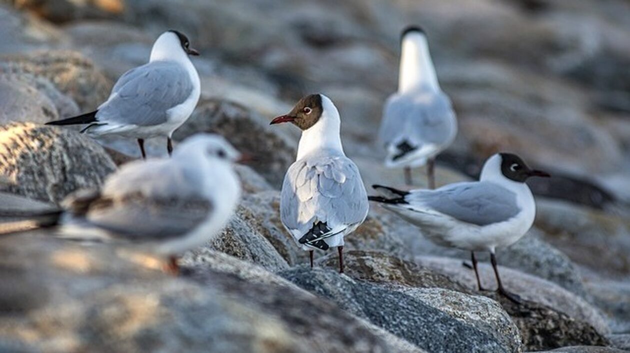 Γαλλία: Εκατοντάδες θαλασσοπούλια νεκρά από καταιγίδες και μικροπλαστικά