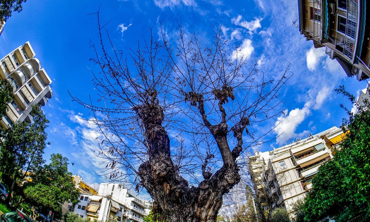Καιρός – Κολυδάς: Ανοιξιάτικο σαββατοκύριακο – Χαλάει από Τρίτη, αφρικανική σκόνη από Δευτέρα