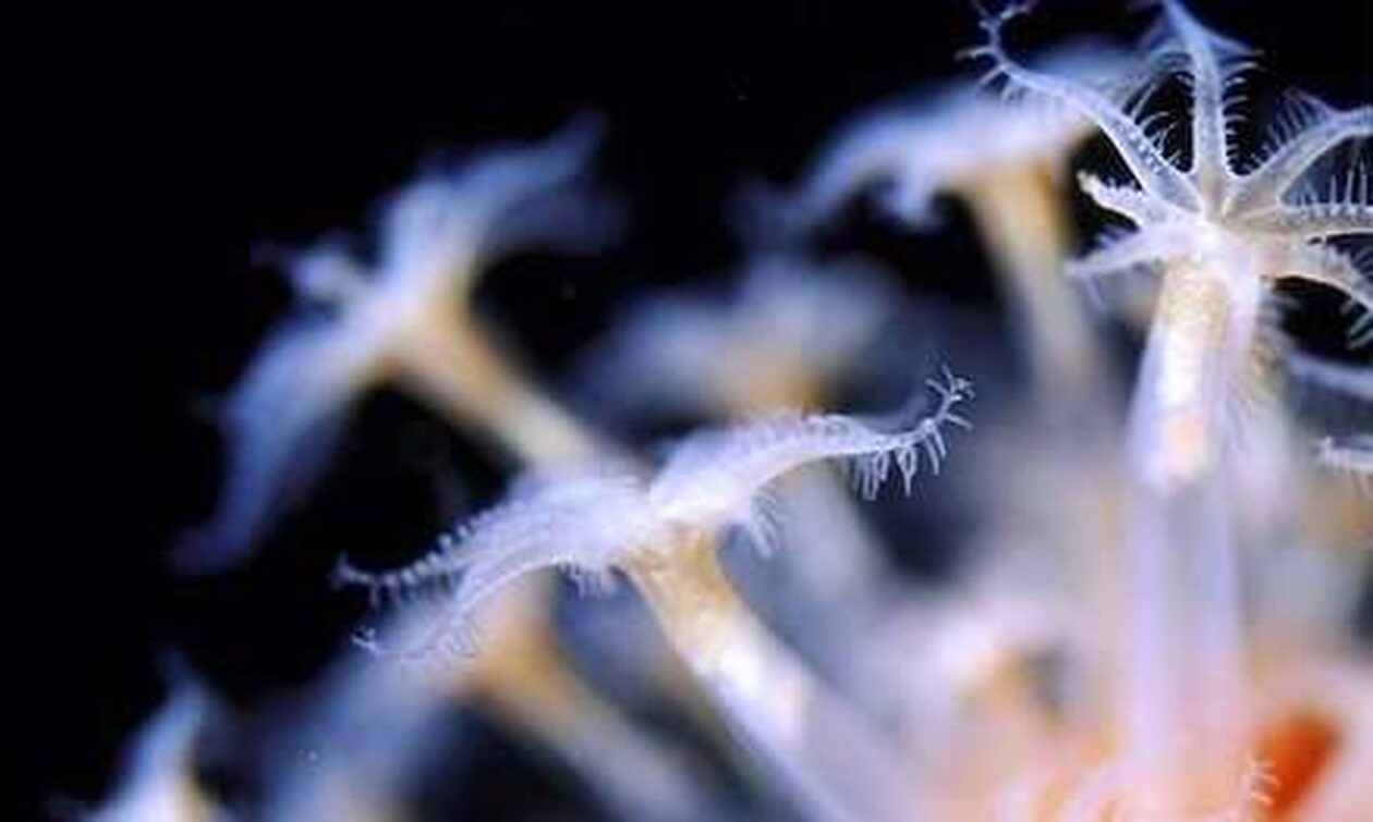 Επιστήμονες ανακάλυψαν νέο είδος χταποδιού