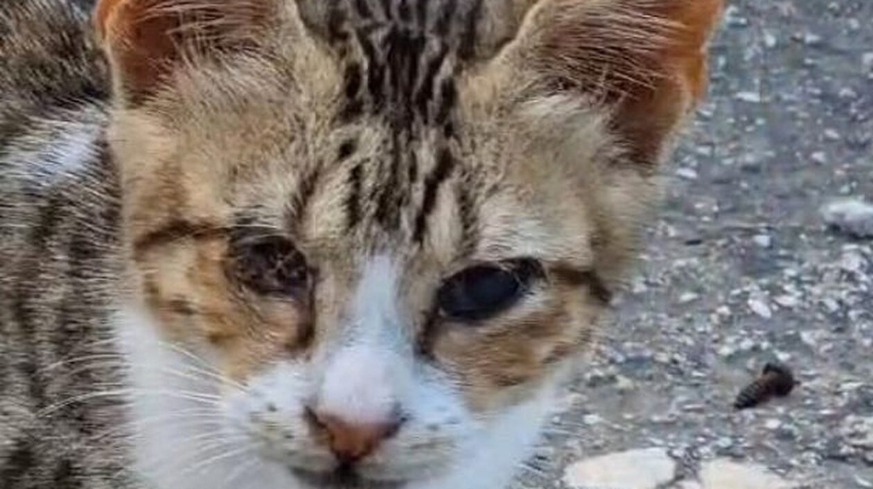 Tυφλό γατάκι χάθηκε σε πτήση από Χανιά για Μόναχο – Τι ανακοίνωσε η Aegean